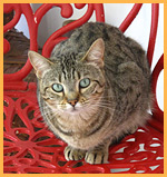 Visit Friends of Cats in El Cajon CA