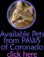 Available Pets from PAWS of Coronado