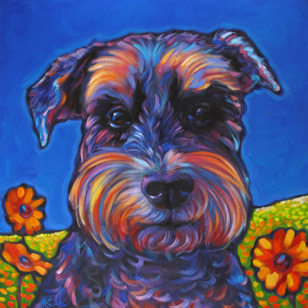 pet portrait of the mini schnauzer Dazi, from San Diego, CA