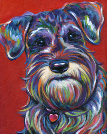 Pepper mini schnauzer pet portrait from Knoxville, TN