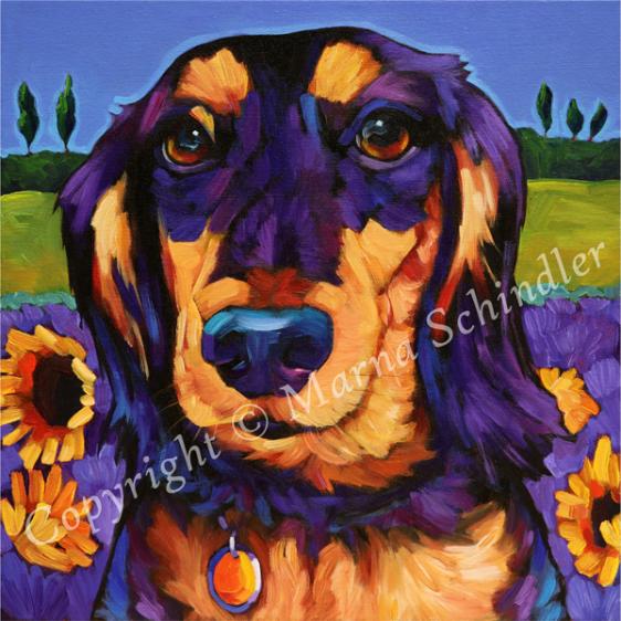 Murphy the Dapper Dachshund from Phoenix AZ, pet portrait by Marna Schindler